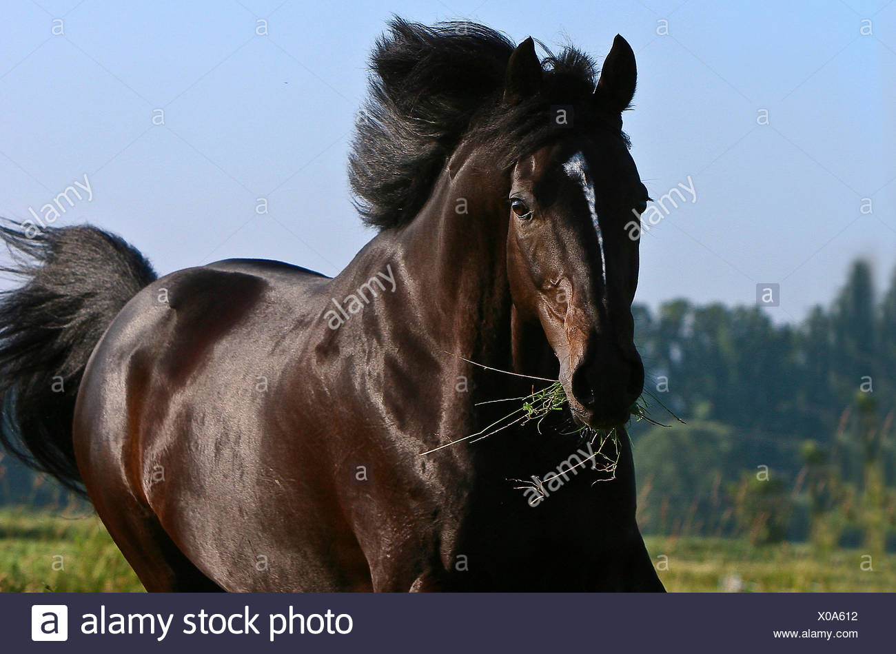 Chevaux Cheval Magnifique Etalon Noir Cheval Gentil Beauteously Jetblack Basane Photo Stock Alamy Chevaux Cheval Magnifique Etalon Noir Cheval Gentil Beauteously Jetblack Basane Photo Stock Alamy