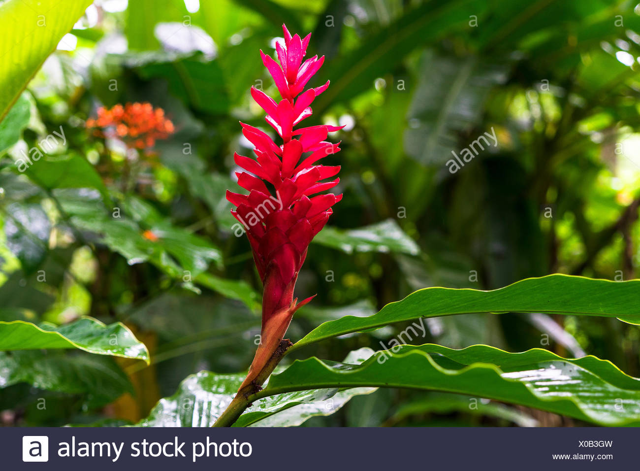 Alpinia Fleur Rouge Jardin Botanique De Balata Martinique