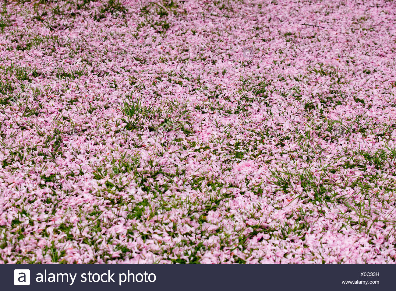 Fleur De Cerisier Rose Tombé Sur Lherbe Verte Banque D