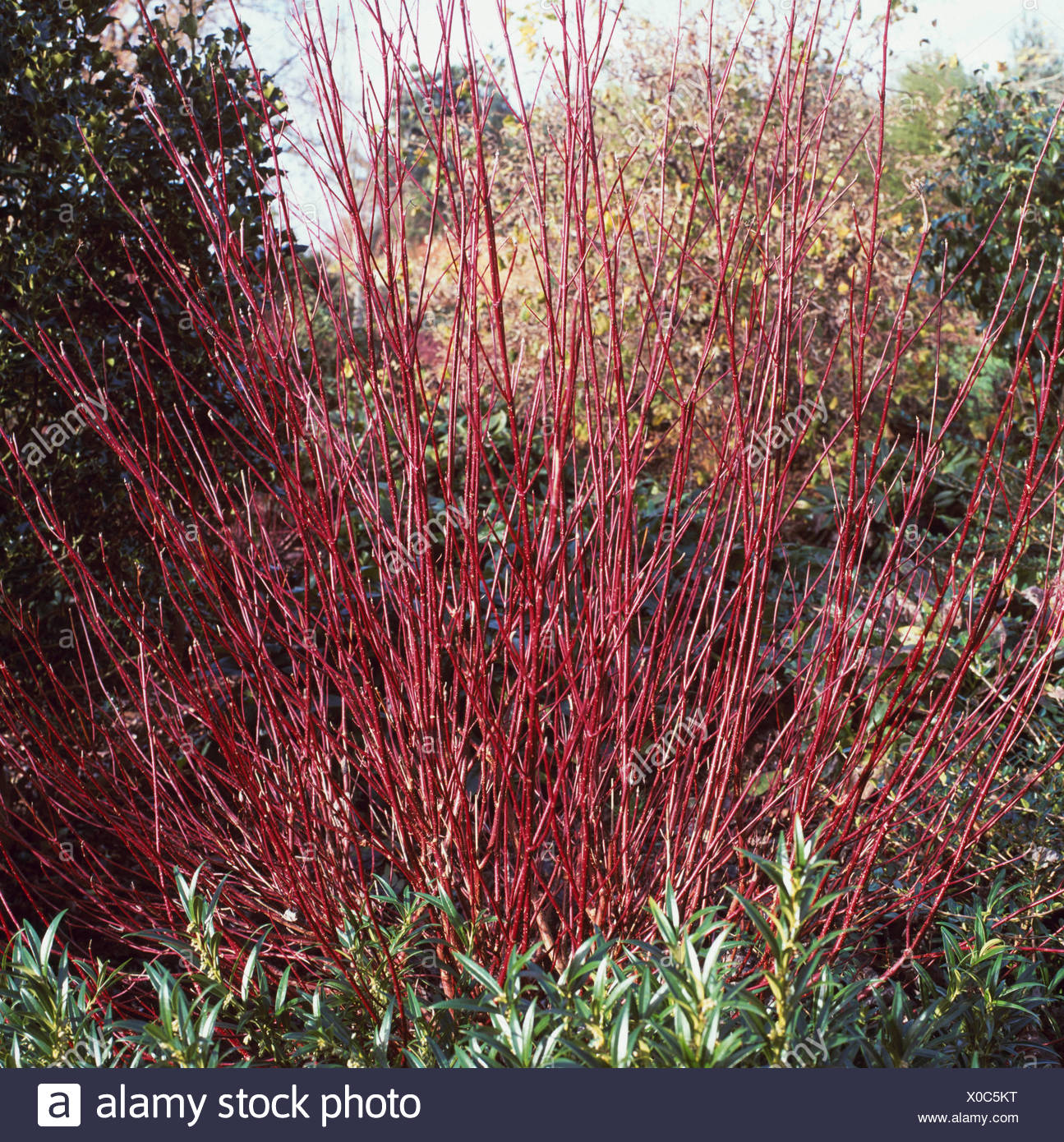 Cornus Alba Sibirica Stock Photos Cornus Alba Sibirica Stock