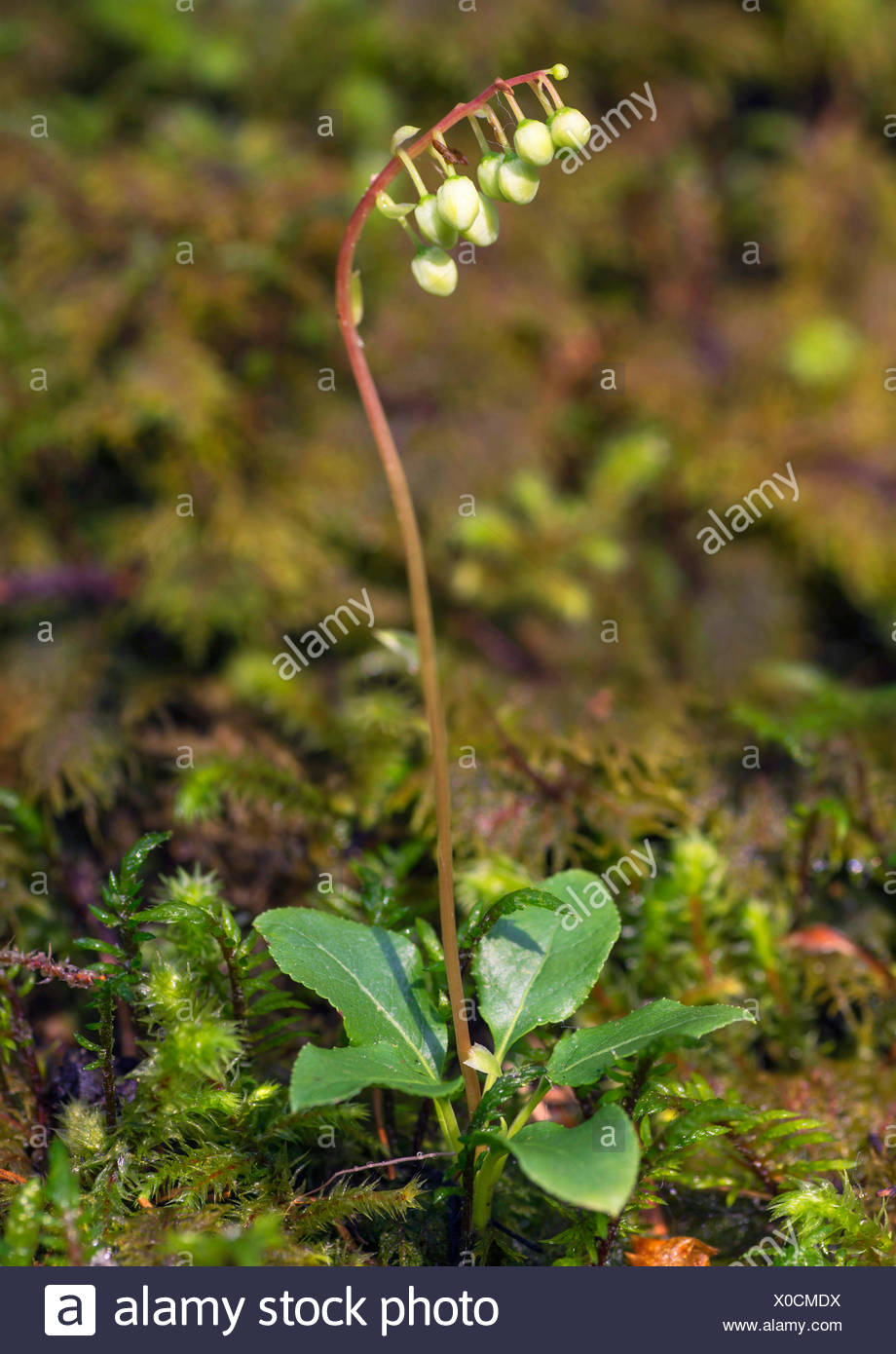 D'un côté, wintergreen wintergreen dentelée, sidebells (Orthilia secunda), la floraison, l'Autriche, le Tyrol, Planseegebiet Banque D'Images