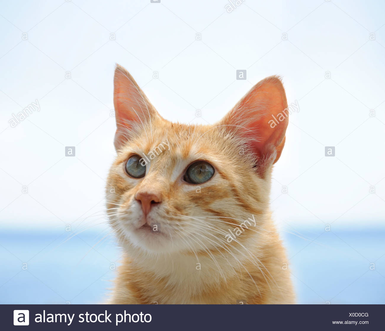 Yeux De Chat Bleu Vert Banque D Image Et Photos Alamy Yeux De Chat Bleu Vert Banque D Image Et Photos Alamy