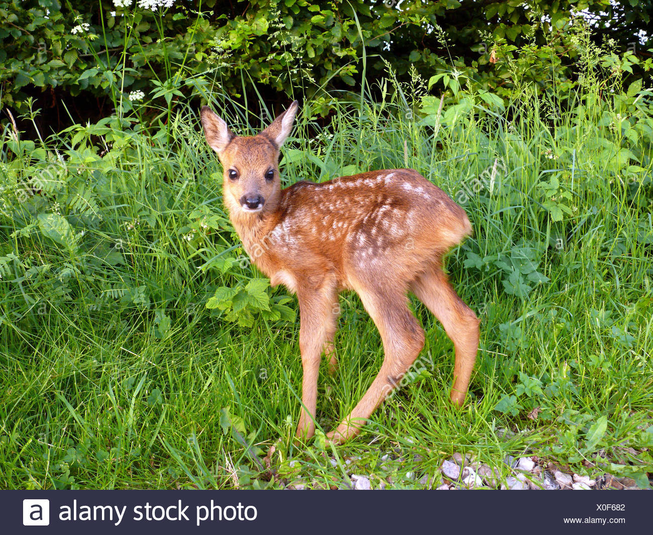 La Peau Des Animaux Sauvages Mammiferes Hunt Cub Jeune Animal Bebe Kink Belle Wild Animal Deer Photo Stock Alamy