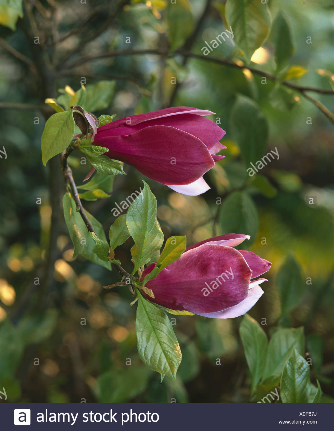 Magnolia Arbre Fleurs Rose Deux Détail Plante Plantes