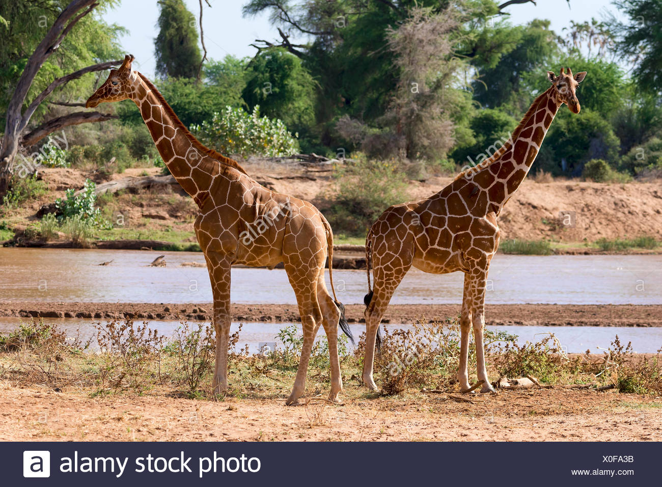 Les Girafes réticulée ou Somali girafes (Giraffa camelopardalis reticulata) par la rivière, la réserve nationale de Samburu, Kenya Banque D'Images
