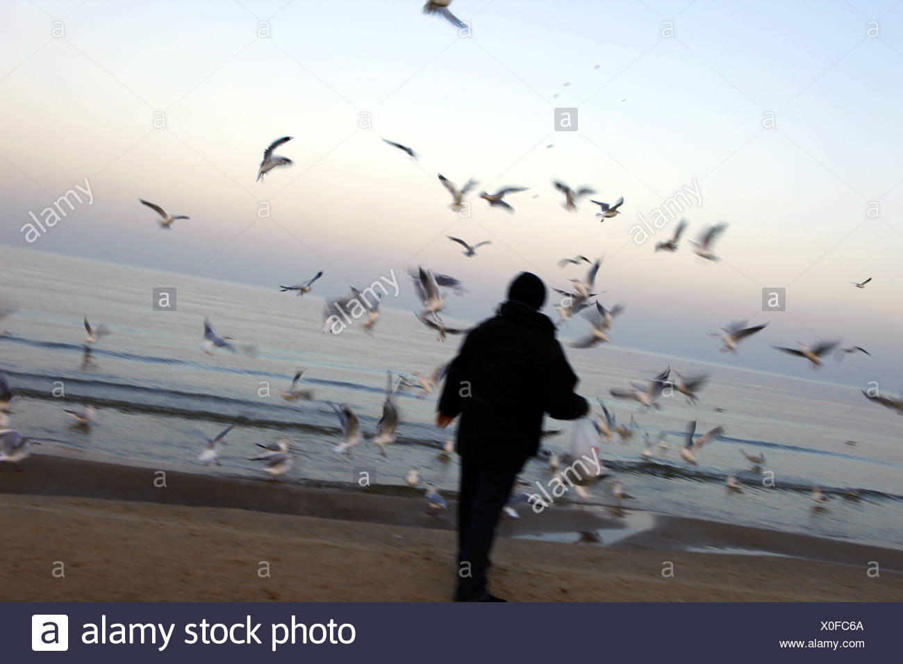 Lhomme Vue De Dos Plage Randonnée Pédestre Oiseaux