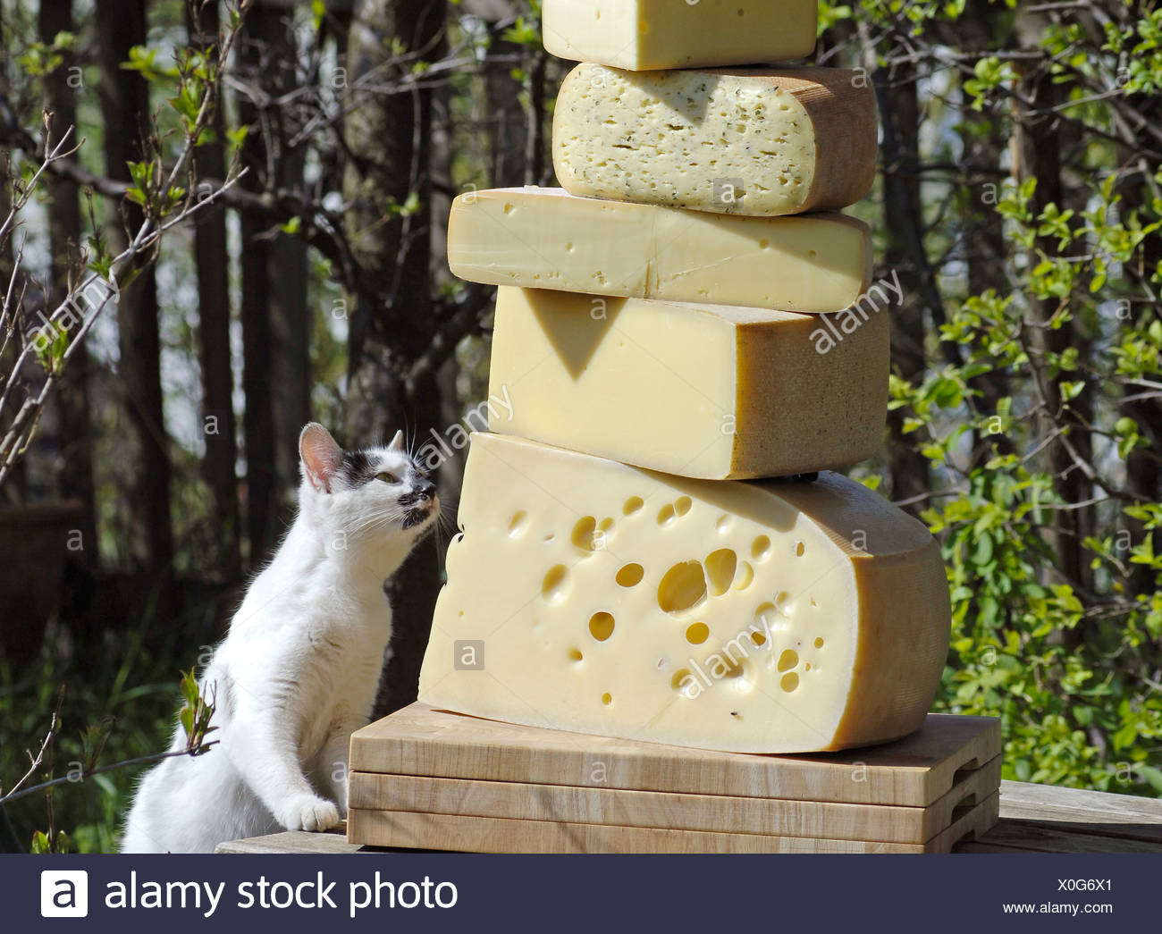 Fromage Et Chat Photo Stock Alamy
