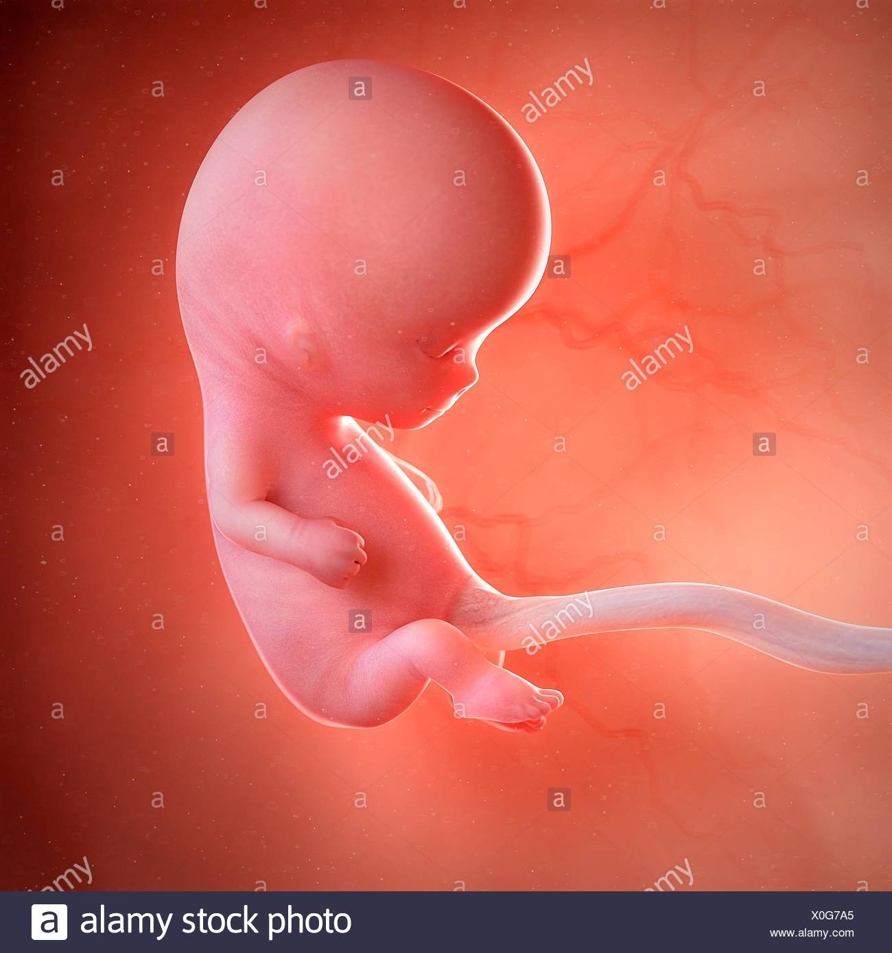 Foetus At 10 Weeks Banque D Image Et Photos Alamy Foetus At 10 Weeks Banque D Image Et Photos Alamy