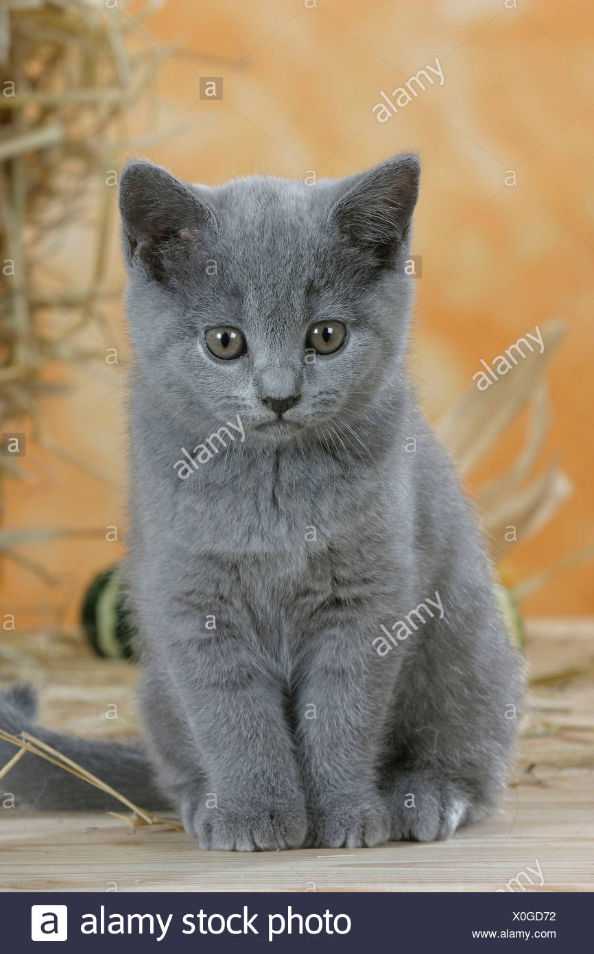 Chat Chaton British Shorthair Bleu Banque Dimages Photo