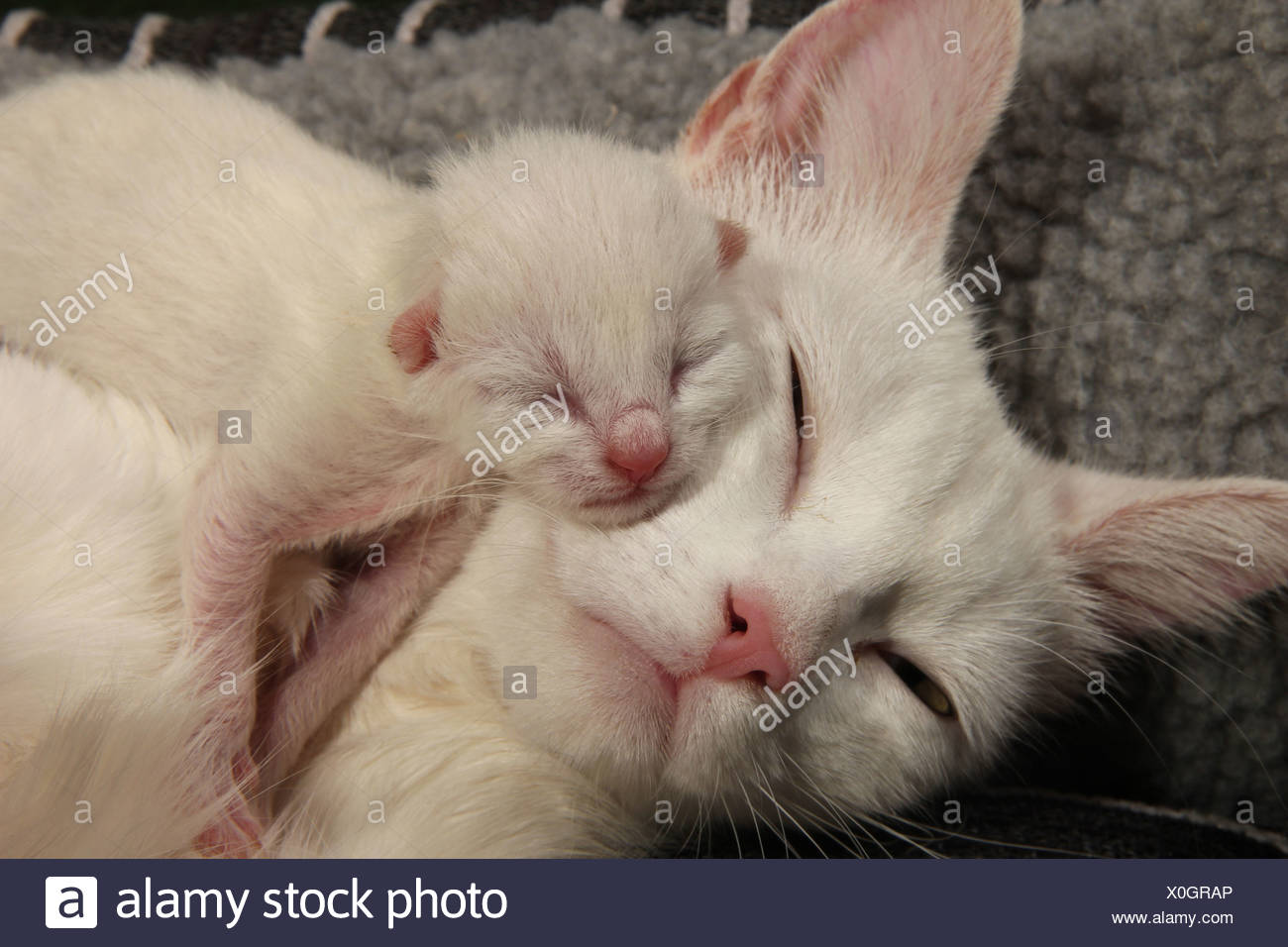 Les No De Cat Chat Blanc Avec Les Chatons Nouveau Nes 2 Jours Photo Stock Alamy