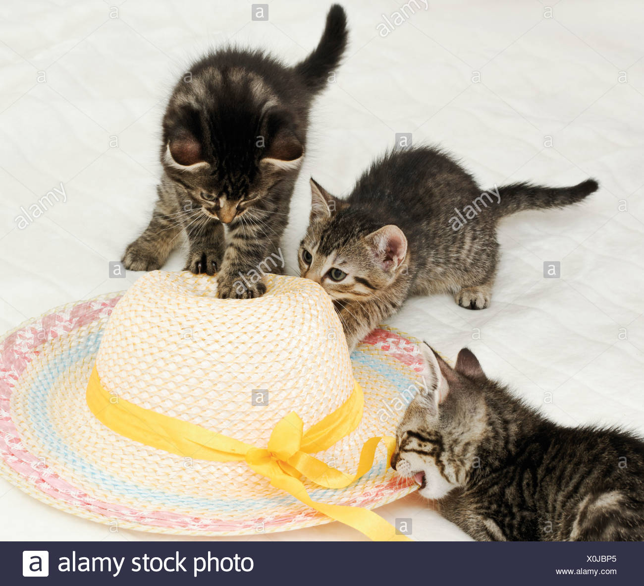 Les Chats Chatons Jouant Avec Chapeau De Paille Photo Stock Alamy Les Chats Chatons Jouant Avec Chapeau De Paille Photo Stock Alamy
