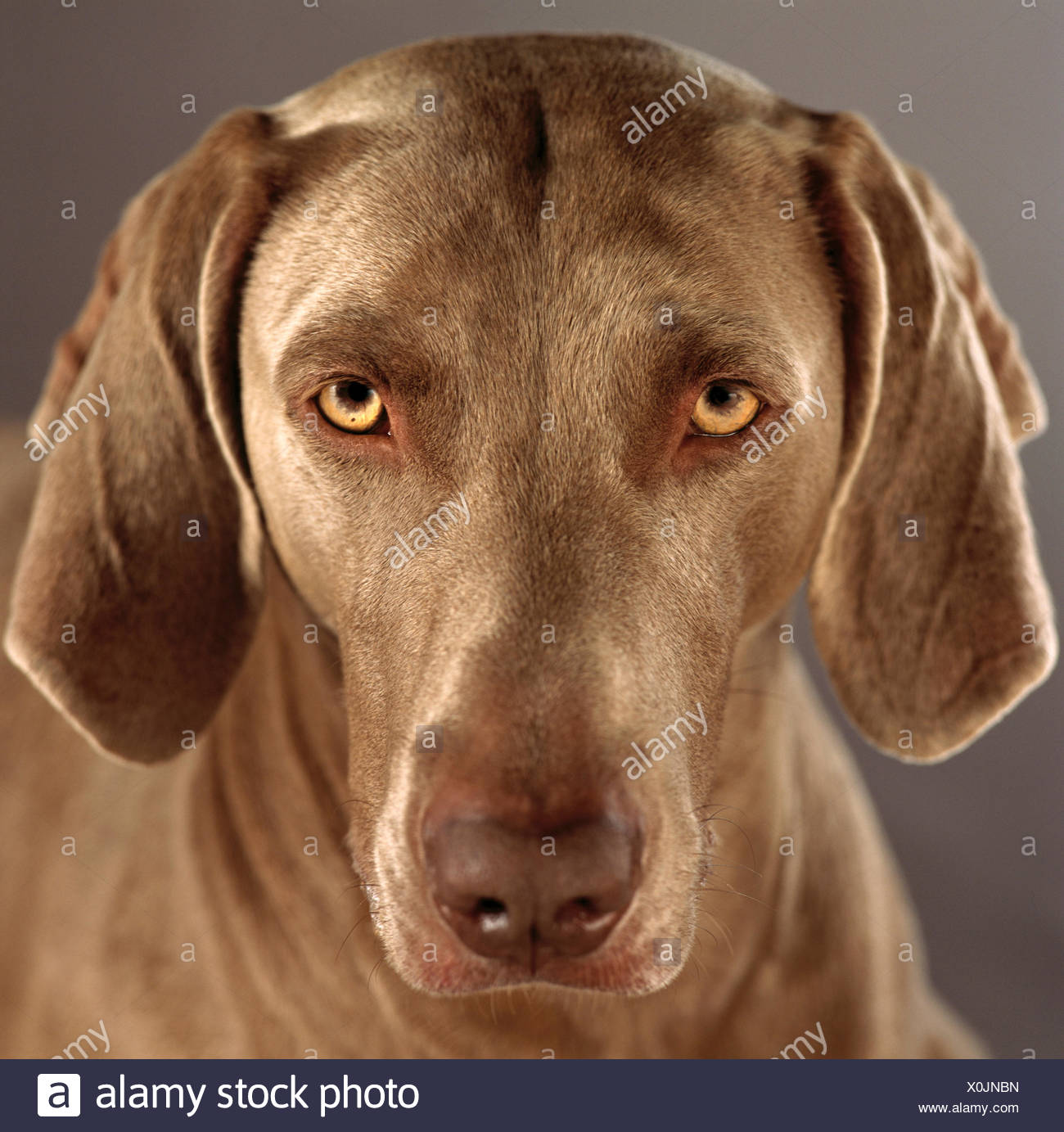 Animal Animal Brun Yeux Marron Brune Peau Oreilles Nez De