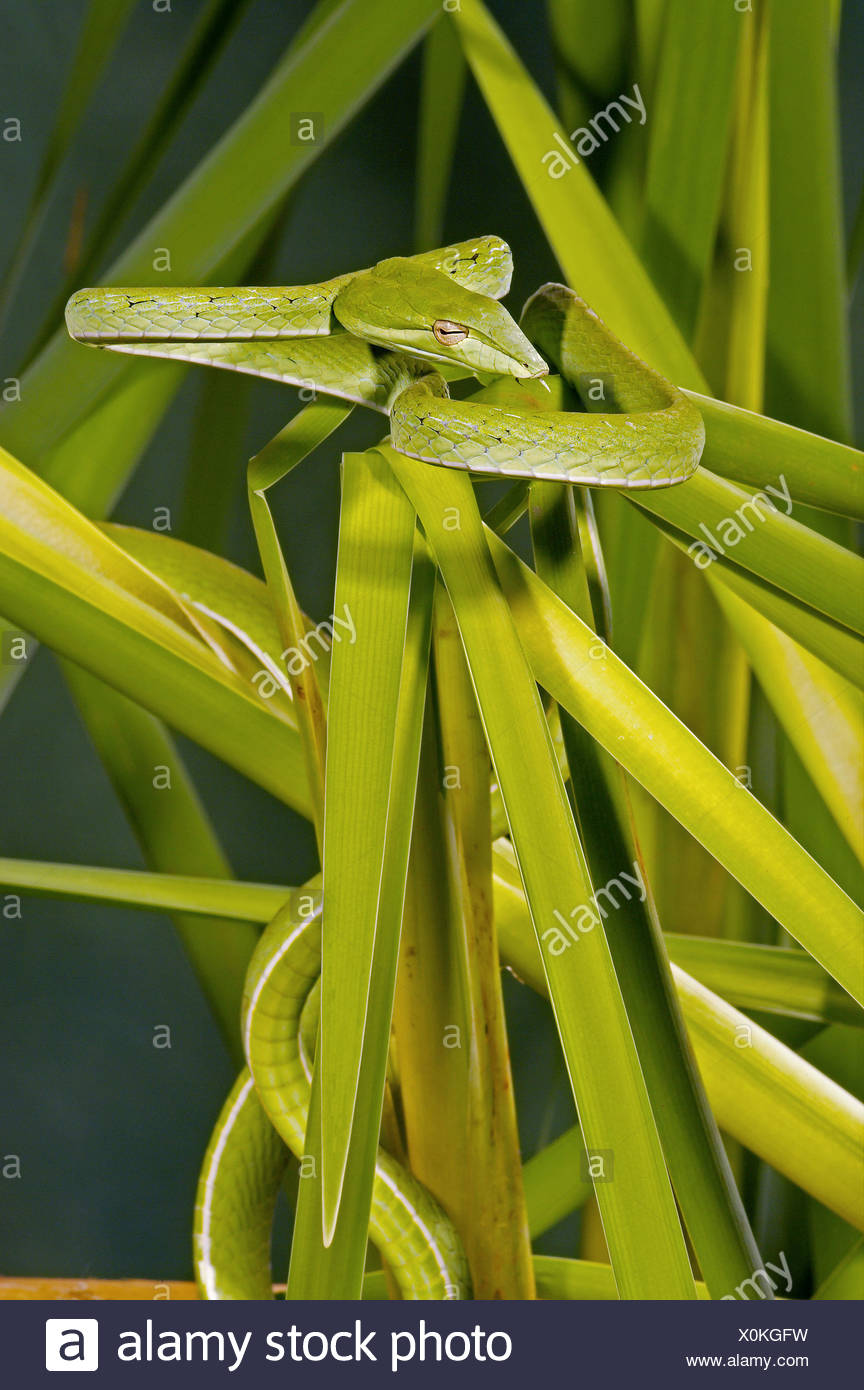 Arbre généalogique bec long serpent (Ahaetulla prasinus) Banque D'Images