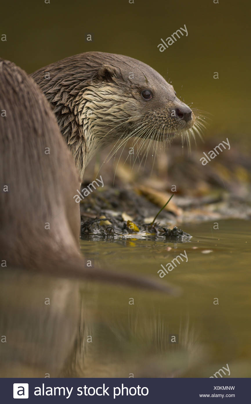 La loutre (Lutra lutra) sur les bords de la rivière. Surrey. Prisonnier Banque D'Images