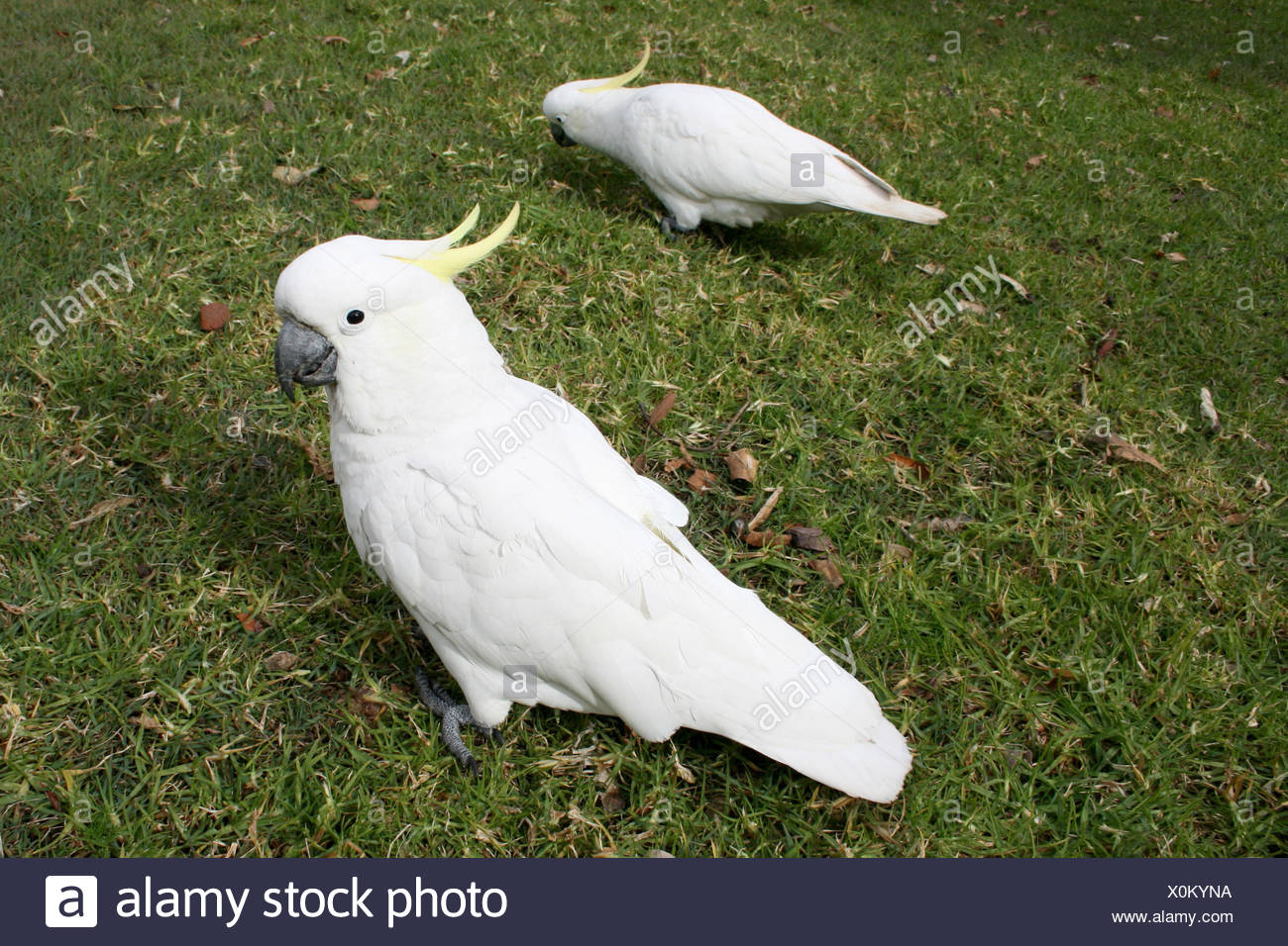 Existe En Vivant La Vie Bleu Vit Vivre Libre Oiseau De