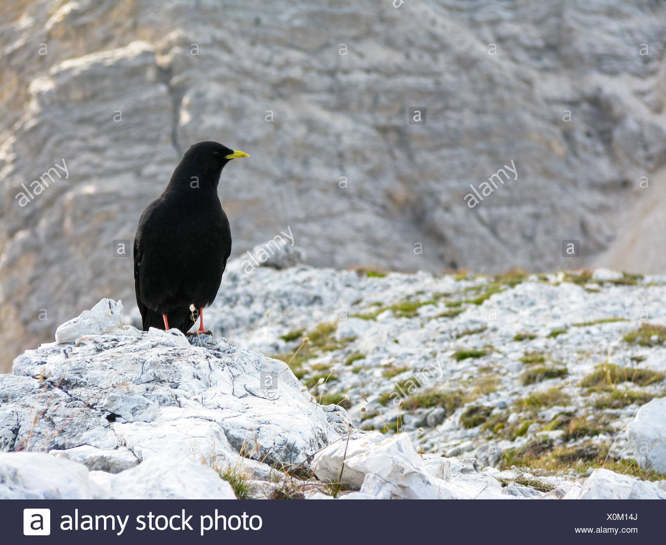 Litalie Trentin Haut Adige Le Lac De Côme Loiseau Noir