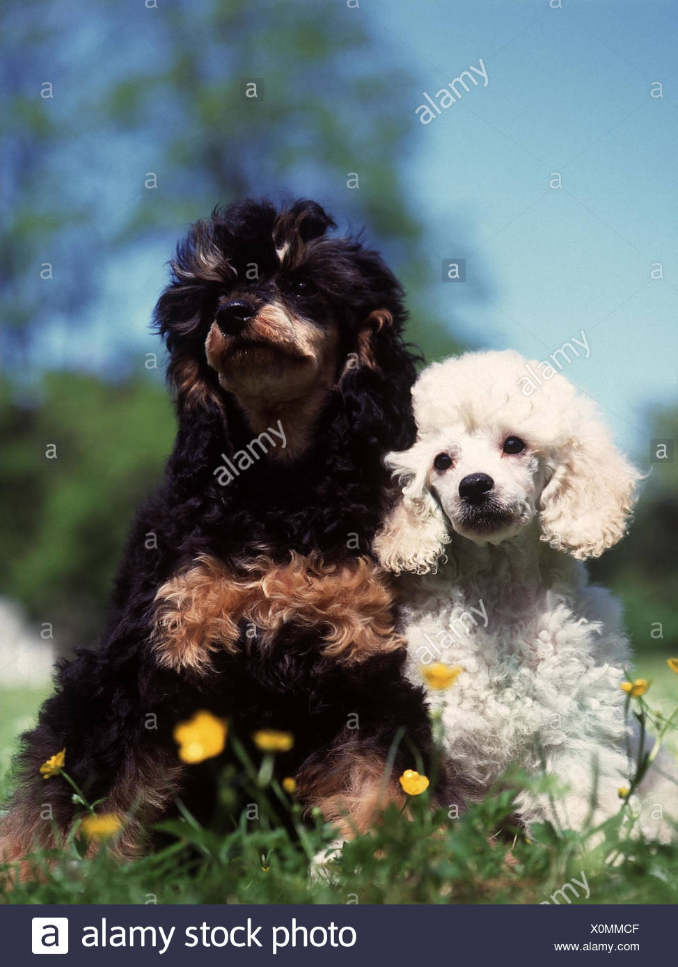 Pré Caniche Toy Petit Caniche Sasseoir Danimaux