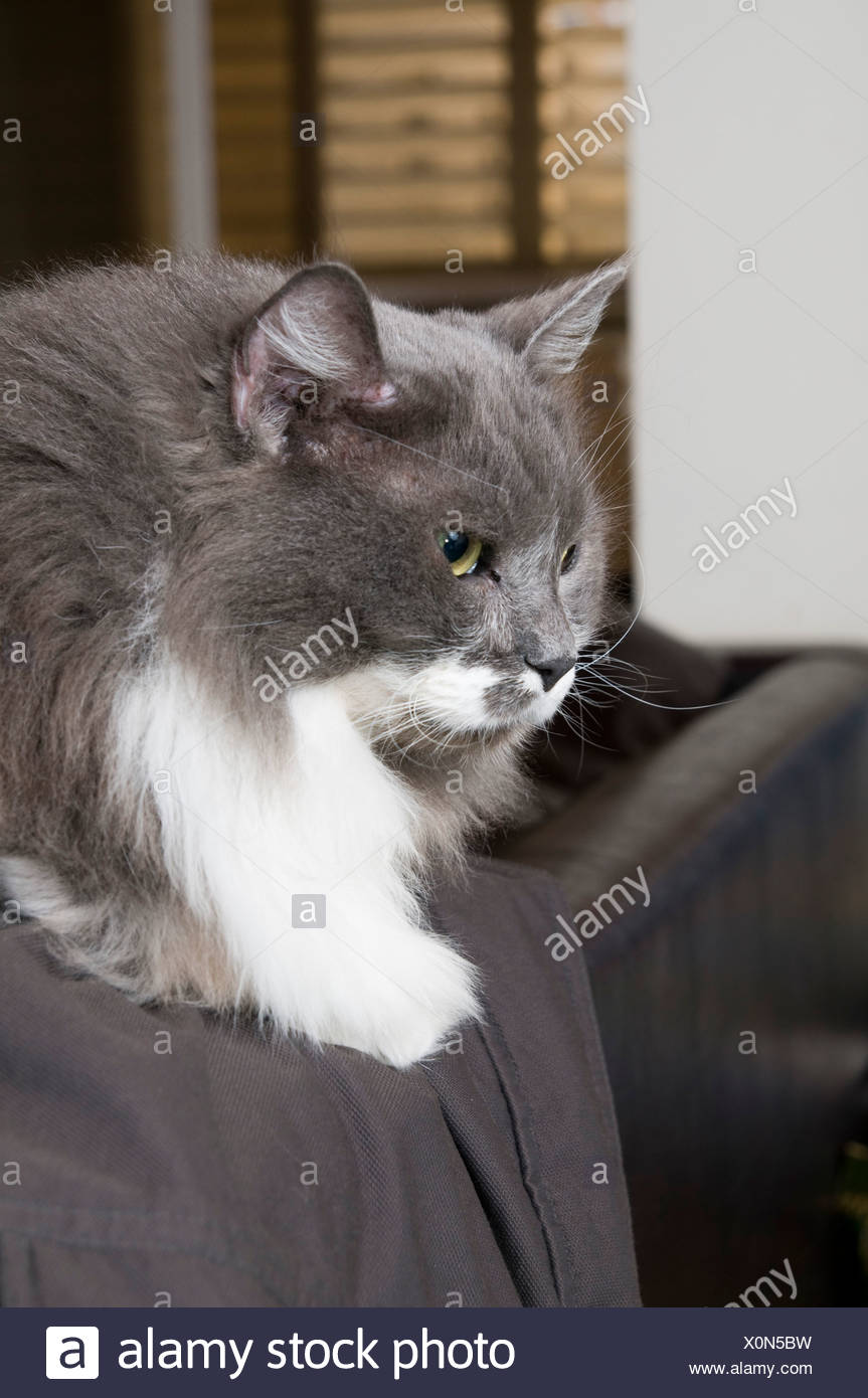 Chaton Persan Gris Et Blanc Get Images Chaton Persan Gris Et Blanc Get Images