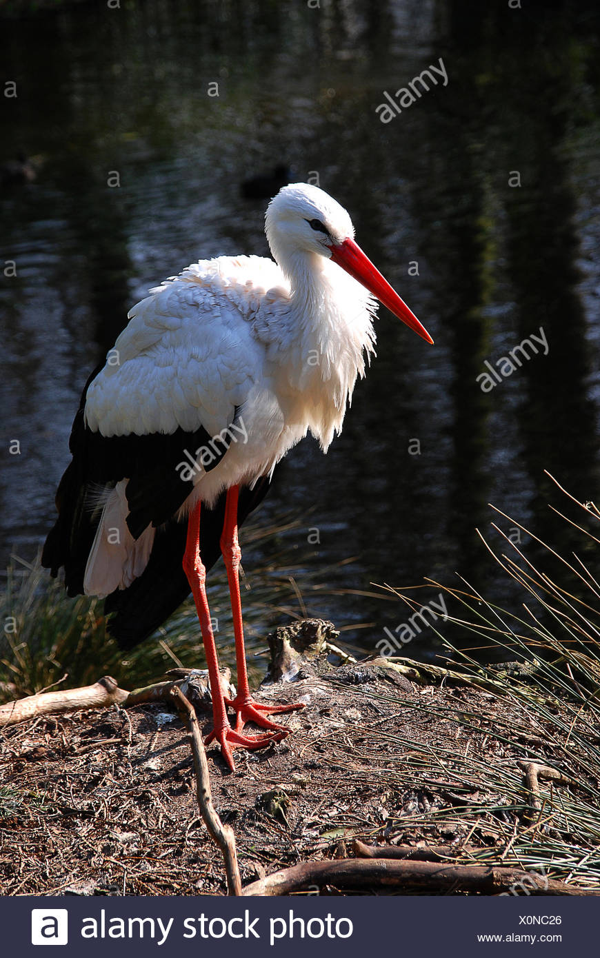 Oiseaux Oiseaux Deau De Létang Deau Douce Cigogne Hommes - 