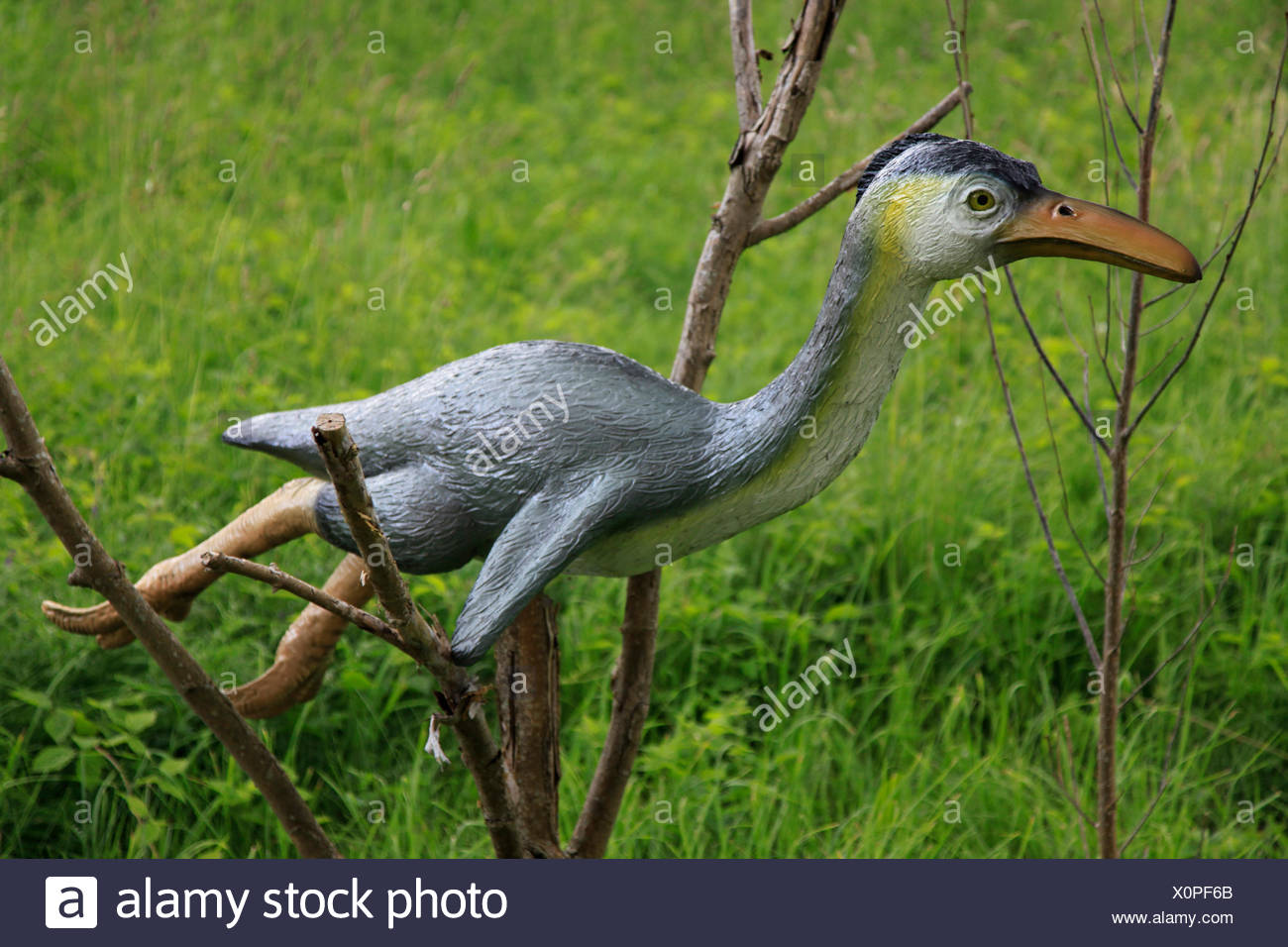 Hesperornis (Hesperornis), oiseau disparu genre Banque D'Images
