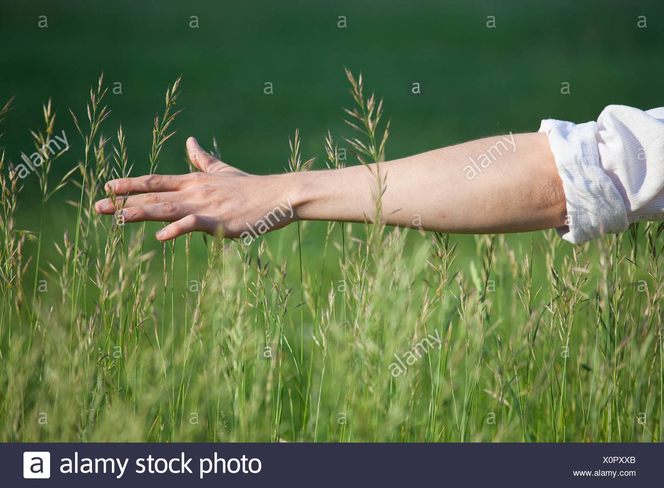 Jouissance,détente,grass,arm Banque D'Images