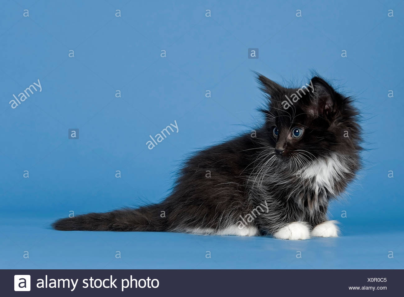Chat Norvegien Chaton 7 Semaines Noir Et Blanc Photo Stock Alamy Chat Norvegien Chaton 7 Semaines Noir Et Blanc Photo Stock Alamy