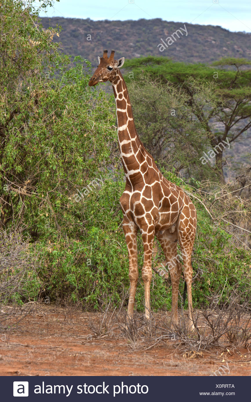 Giraffe réticulée (Giraffa camelopardalis reticulata), Samburu National Reserve, Kenya, Afrique de l'Est, PublicGround Banque D'Images