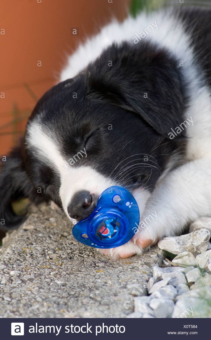 Chiot Border Collie Dormir Avec Un Bebe Sucette Dans Sa Bouche Photo Stock Alamy