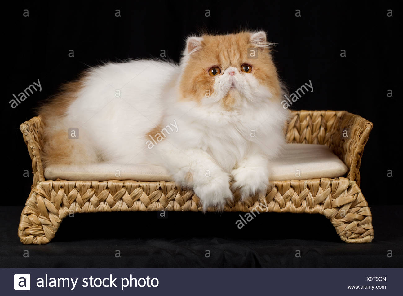 Persian Miniature Banque D Image Et Photos Page 2 Alamy