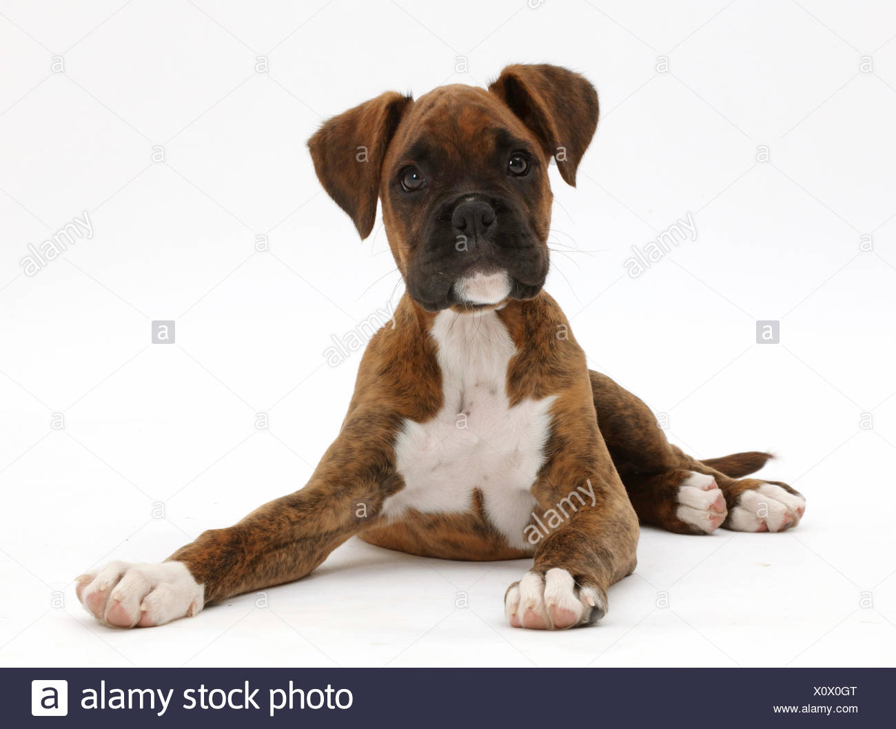 Chiot Boxer Bringe Assis A Alert Photo Stock Alamy