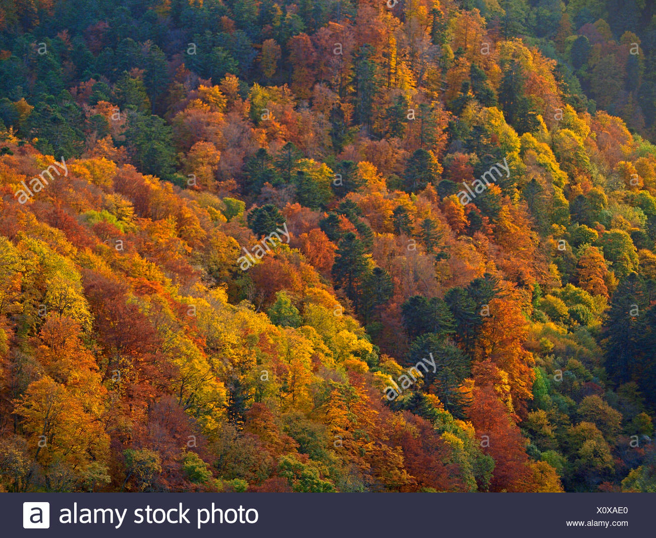 Foret D Automne Dans Les Vosges France Alsace Vosges Photo Stock Alamy Foret D Automne Dans Les Vosges France Alsace Vosges Photo Stock Alamy