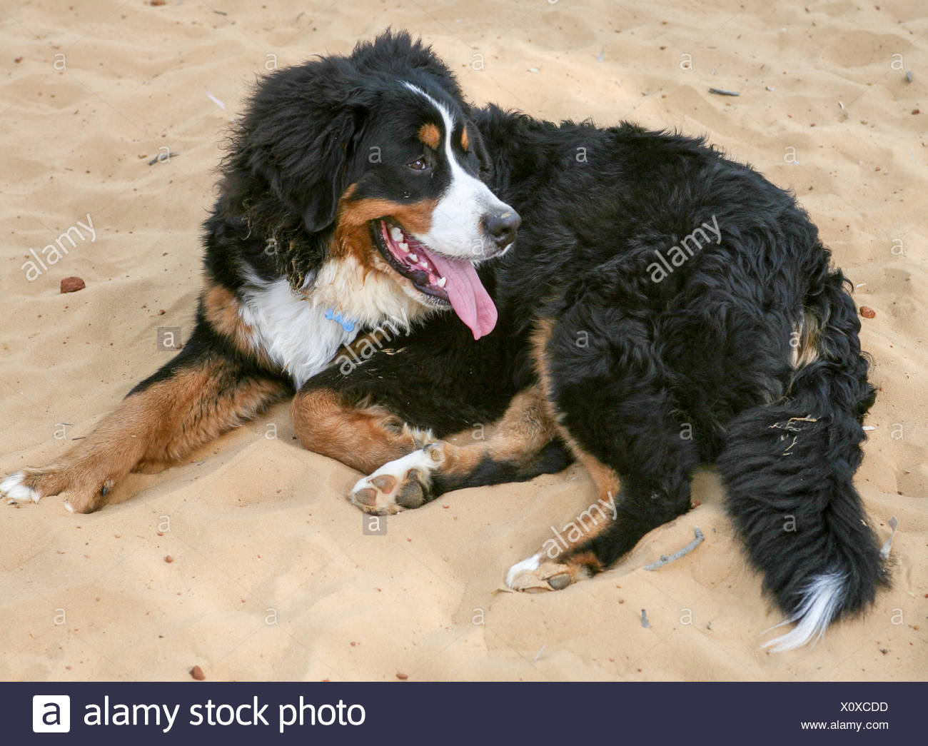 Le Bouvier Bernois Appelée En Allemand La Berner Sennenhund