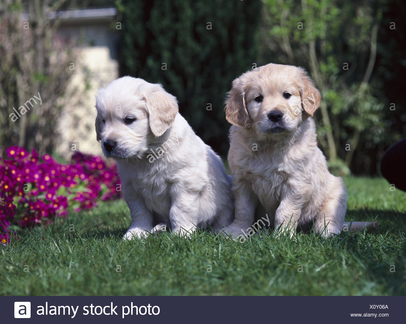 Jardin Golden Retriever Chiots Deux Sasseoir Jardin