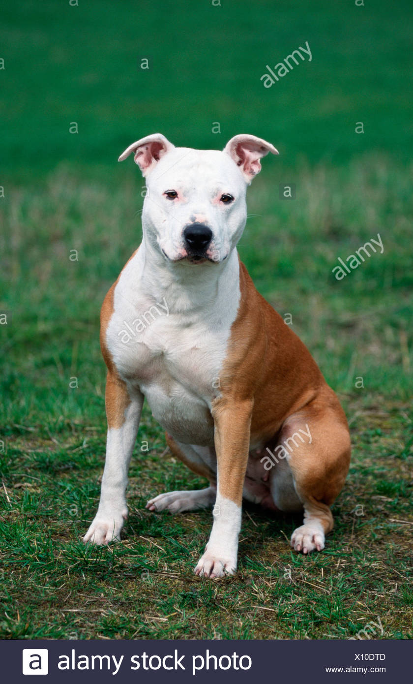 American Staffordshire Terrier Pitbull Banque Dimages