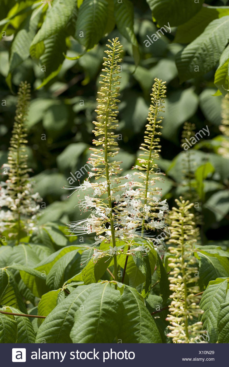Aesculus Parviflora Bottlebrush Buckeye Deer Resistant Plants