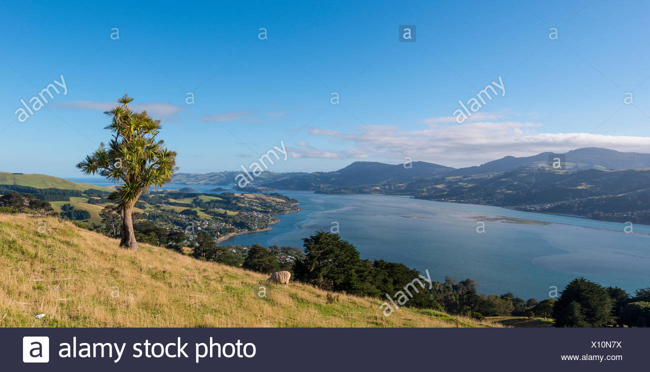 Paysage côtier, le port d'Otago, Otago, île du Sud, Nouvelle-Zélande Banque D'Images