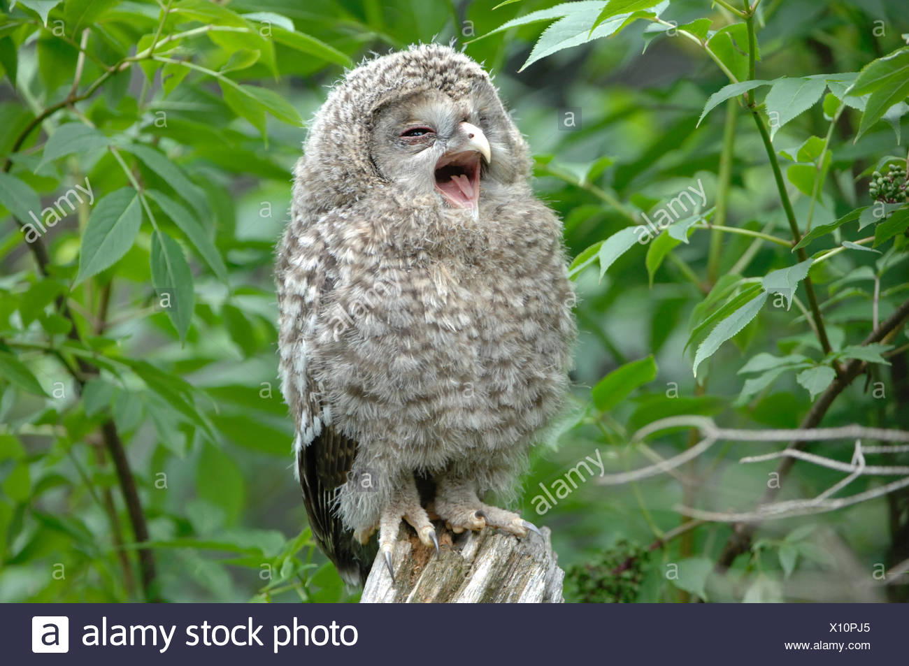 Les Hiboux Hibou Chouette De L Oural Les Chasseurs De Nuit D Un Animal Des Animaux De L Allemagne L Europe Photo Stock Alamy Les Hiboux Hibou Chouette De L Oural Les Chasseurs De Nuit D Un Animal Des Animaux De L Allemagne L Europe Photo Stock Alamy