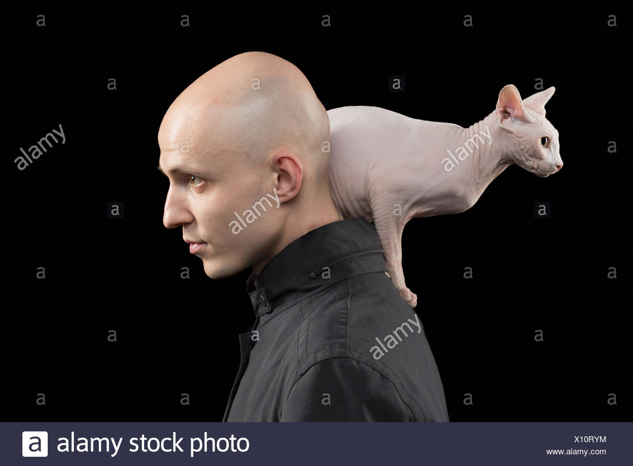 Vue Laterale D Homme Chauve Portant Sur L Epaule De Chat Sans Poils Sphynx Sur Fond Noir Photo Stock Alamy Vue Laterale D Homme Chauve Portant Sur L Epaule De Chat Sans Poils Sphynx Sur Fond Noir Photo Stock Alamy