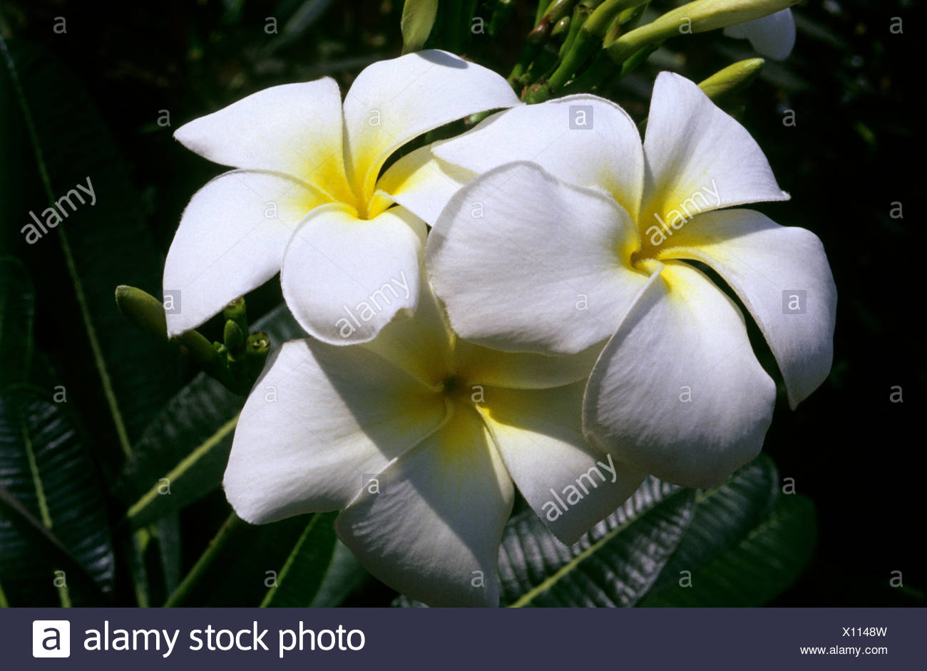 Frangipanier Blanc Frangipanier Singapour Champa Plumeria