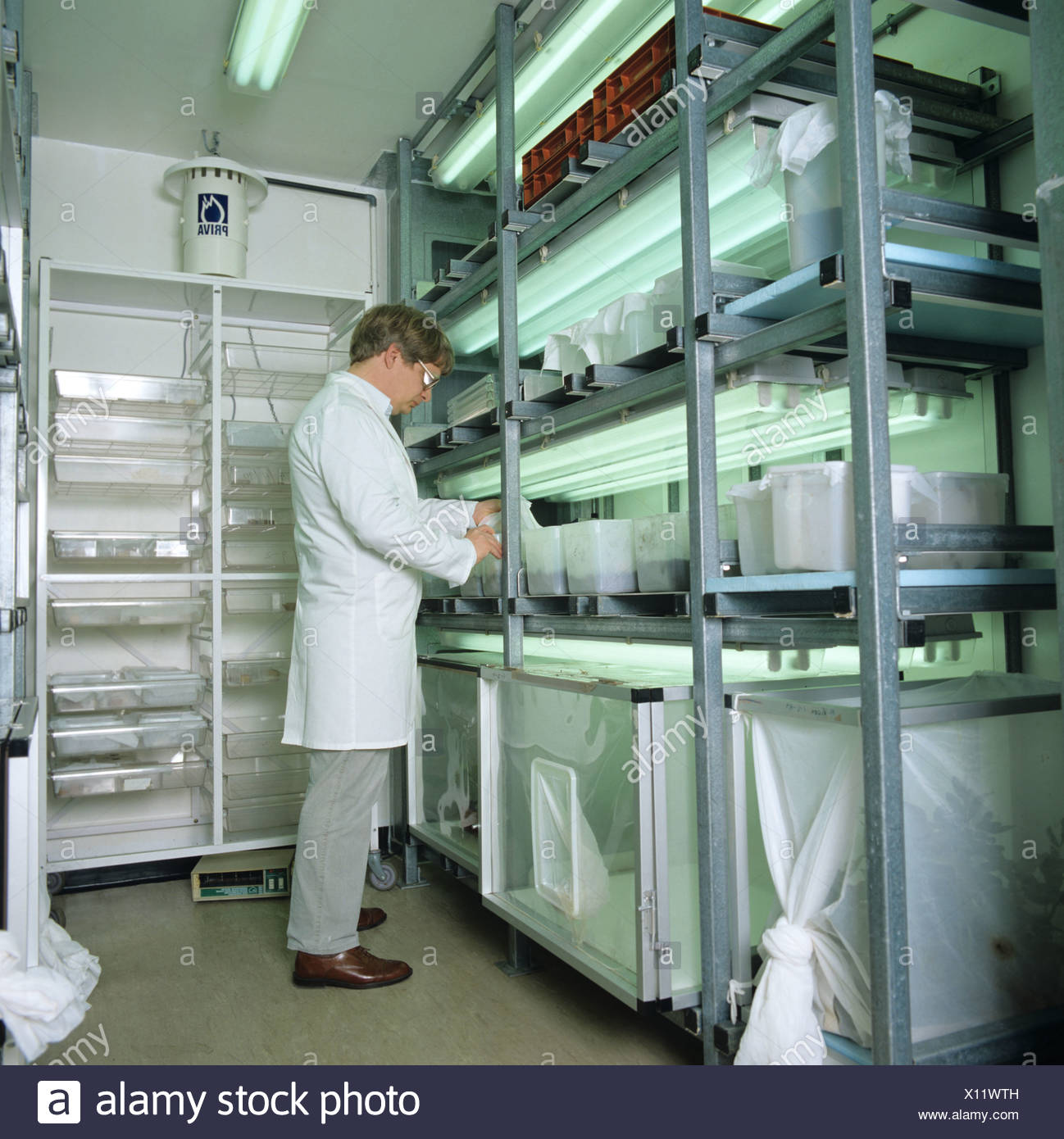 Chambre à atmosphère contrôlée pour la reproduction des insectes pour la recherche de pesticides Banque D'Images
