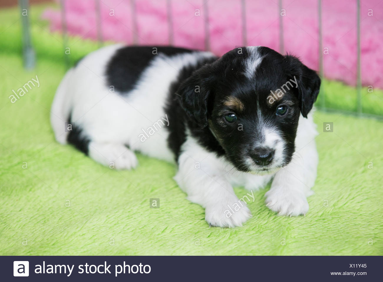 Noir Blanc Marron Mignon Chiot Bâtard Sur Couverture Rose