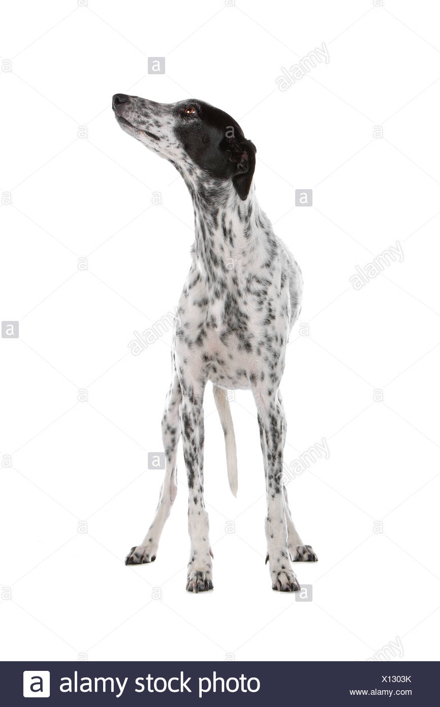 Chien Lévrier Blanc Taché De Noir Isolé Sur Fond Blanc