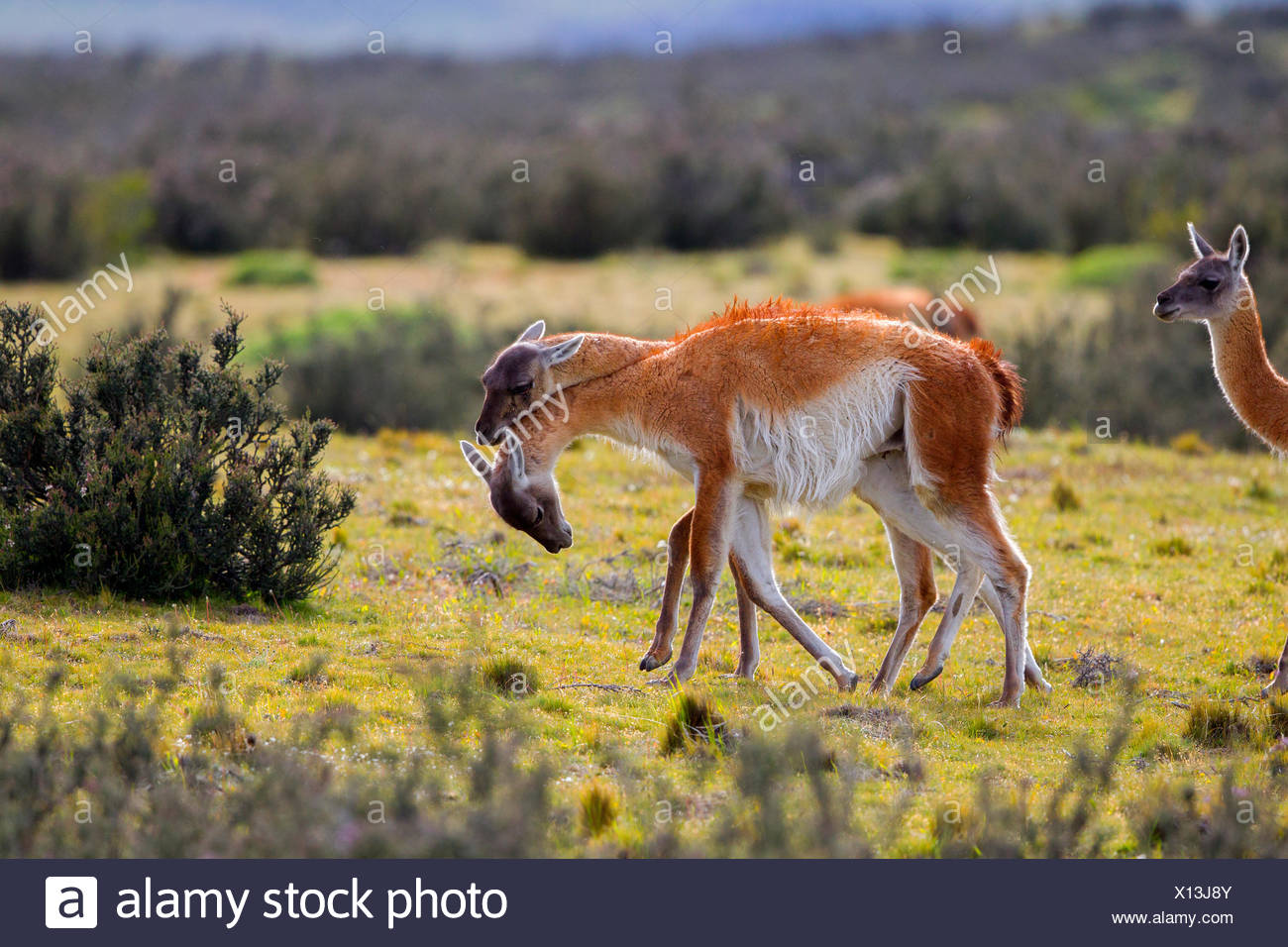 Guanacos combats en steppe - Torres del Paine au Chili Banque D'Images