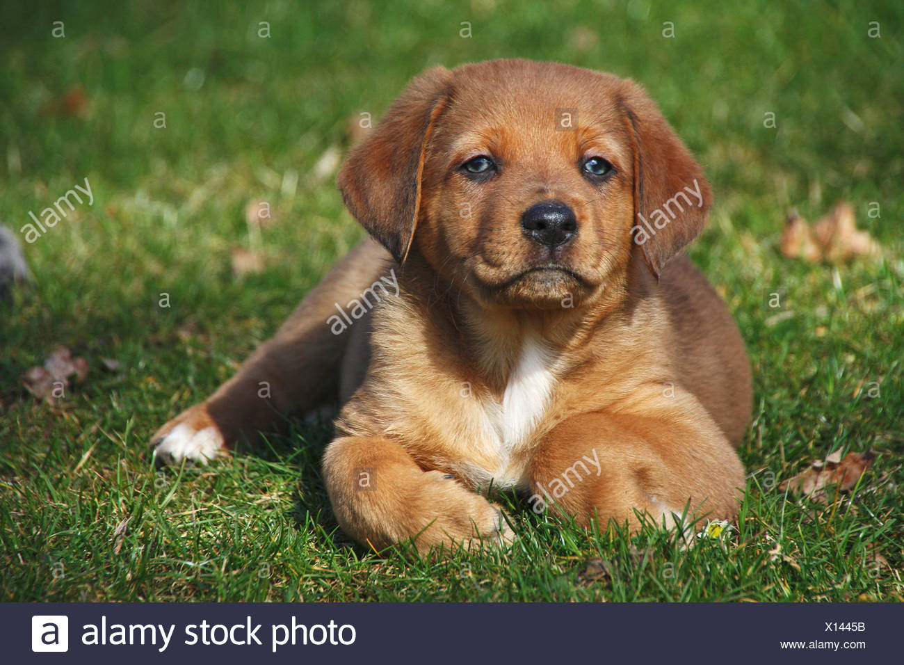 La Moitié Chien De Race Berger Australien Puppy Lying On