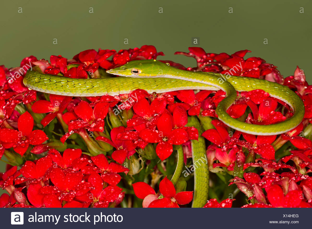 Serpent de vigne verte (Ahaetulla nasuta) sur les fleurs Banque D'Images