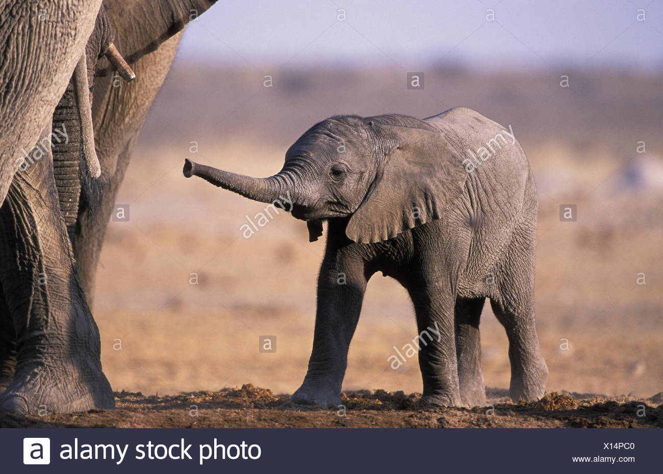Bebe Elephant D Afrique Loxodonta Africana Parc National D Etosha Namibie Les Especes En Voie De Disparition Photo Stock Alamy Bebe Elephant D Afrique Loxodonta Africana Parc National D Etosha Namibie Les Especes En Voie De Disparition Photo Stock Alamy