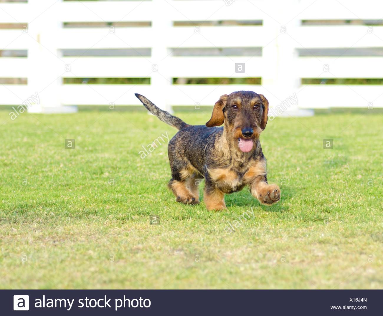 Une Belle Jeune Grison Noir Et Feu Teckel Poil Dur De