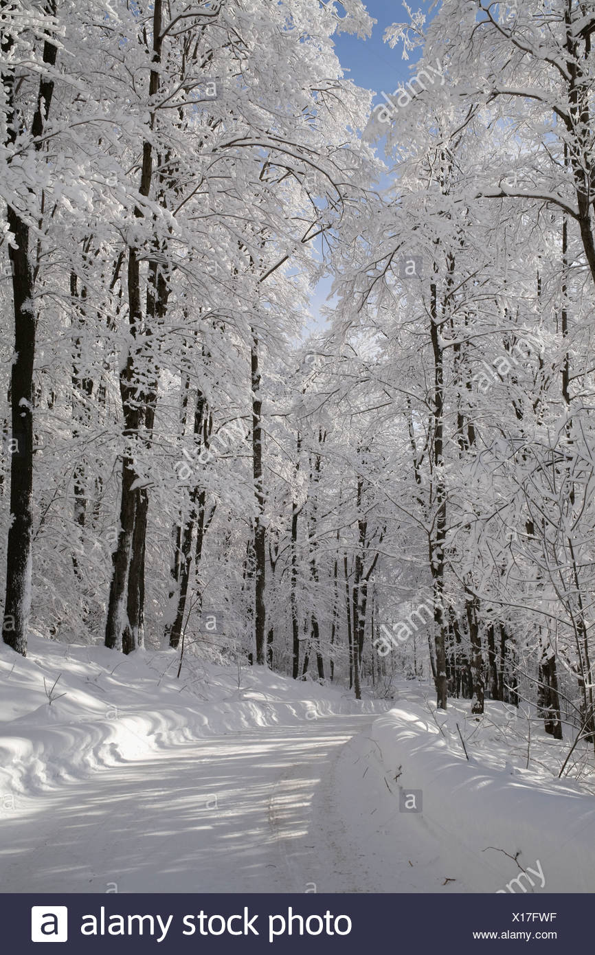 La Foret Enneigee En Hiver Canada Photo Stock Alamy