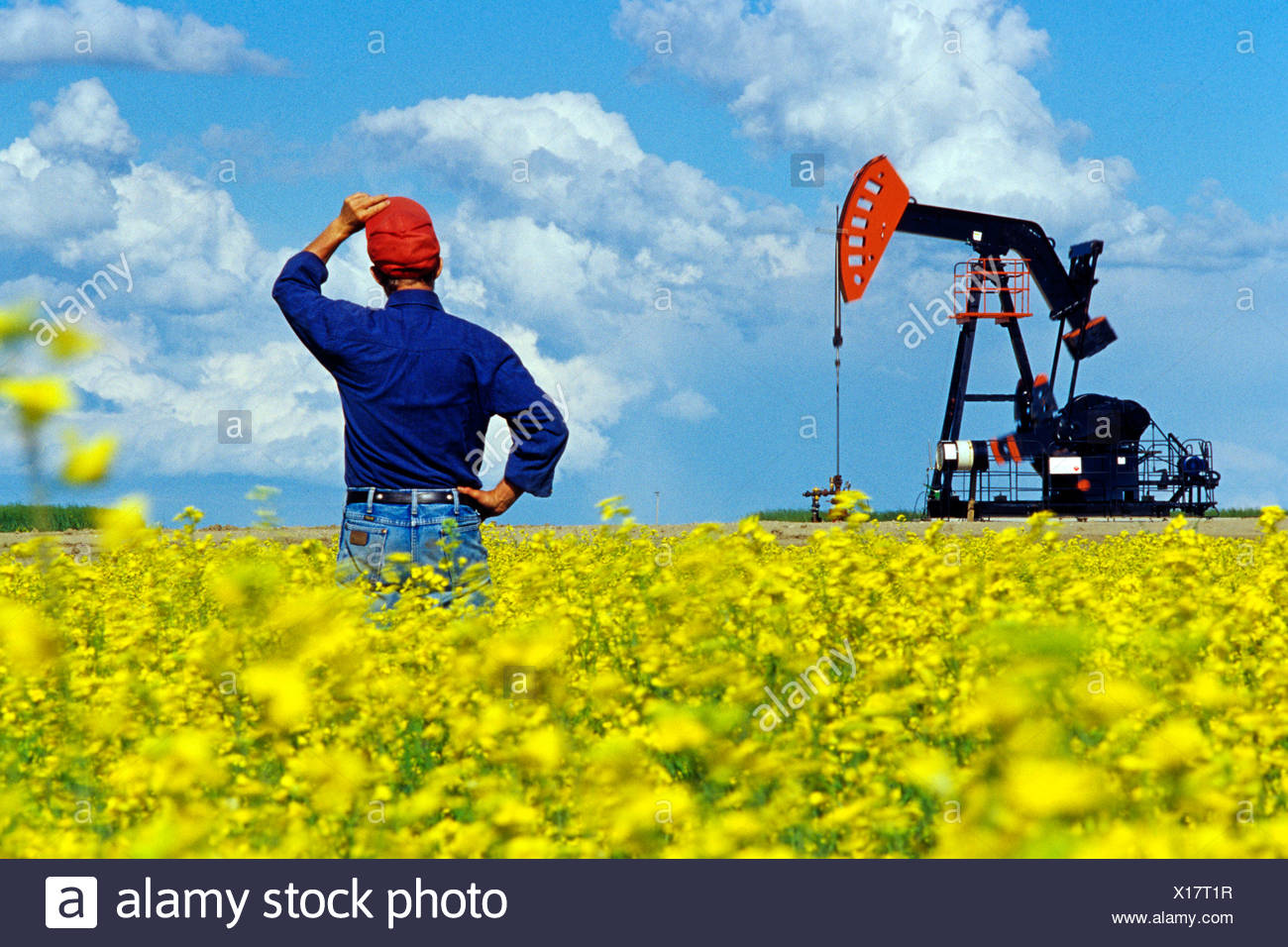 Un homme donne sur un champ de colza en fleurs avec de l'huile à l'arrière-plan pumpjack près de Carlyle, Saskatchewan, Canada Banque D'Images