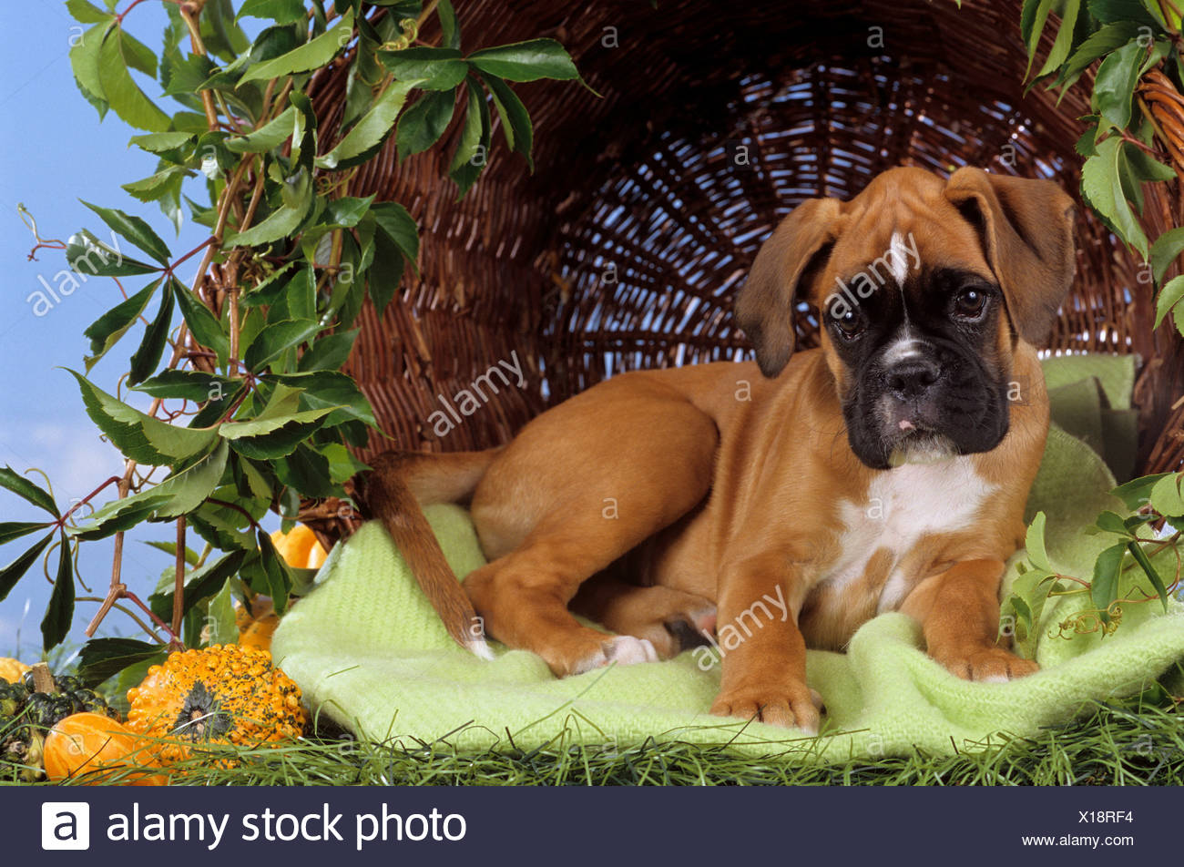 Chien Chiot Boxer En Face Du Panier Photo Stock Alamy Chien Chiot Boxer En Face Du Panier Photo Stock Alamy
